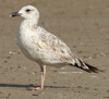 Larus armenicus